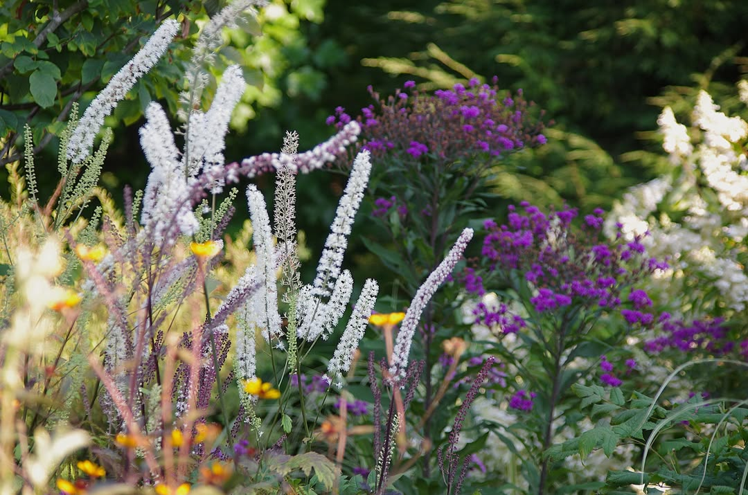 Anna's perennials