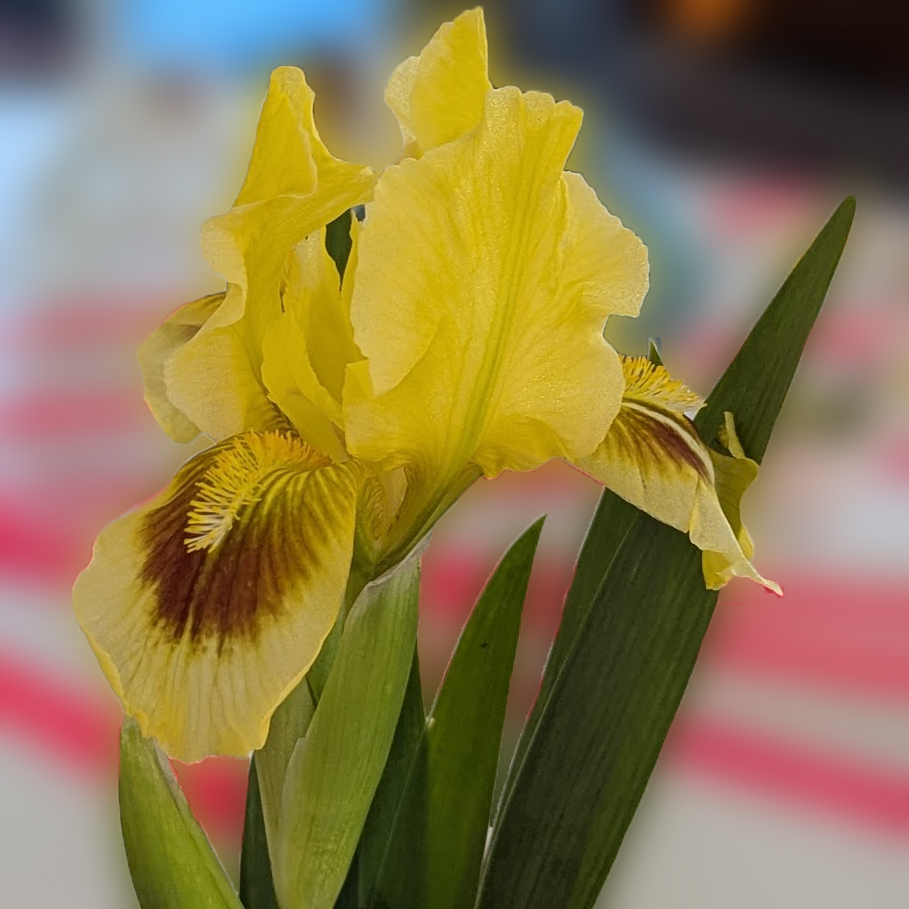1 yellow iris