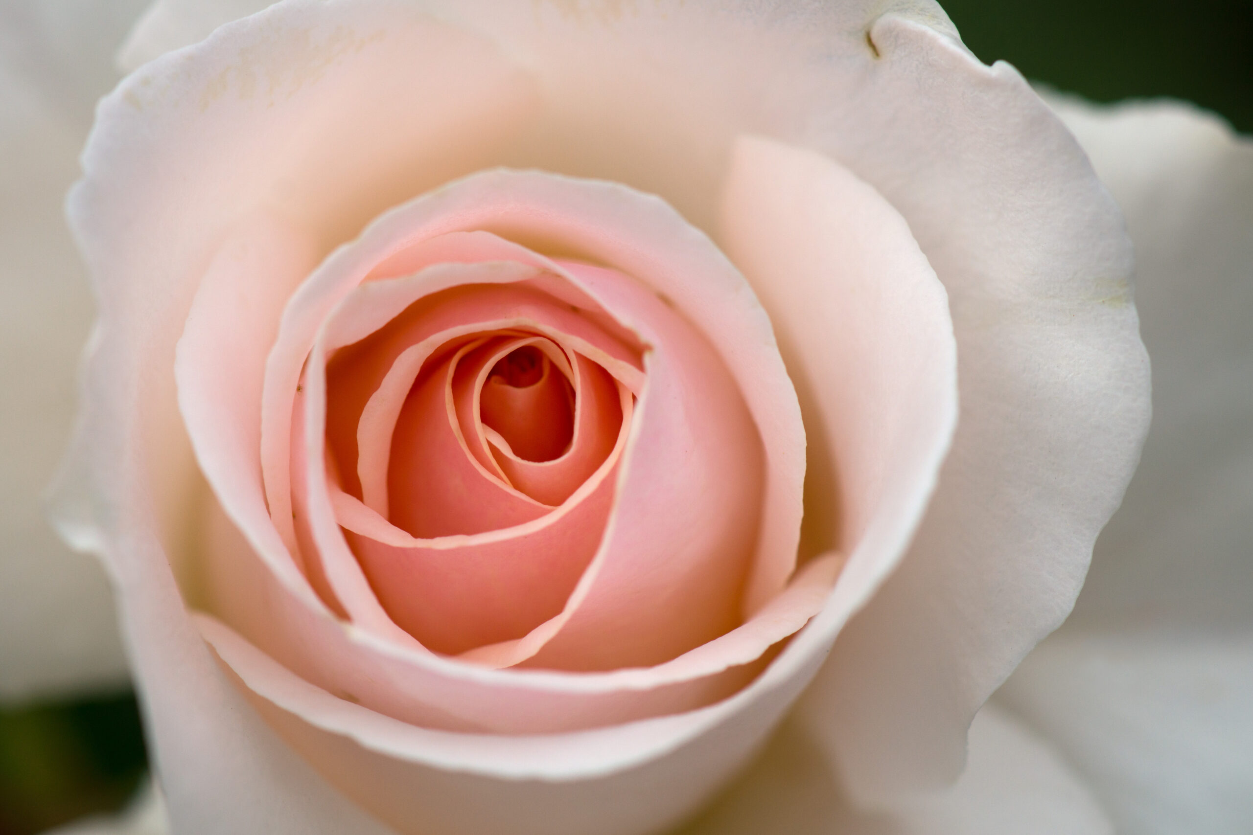 26a rose (2018_10_14 03_27_26 UTC)