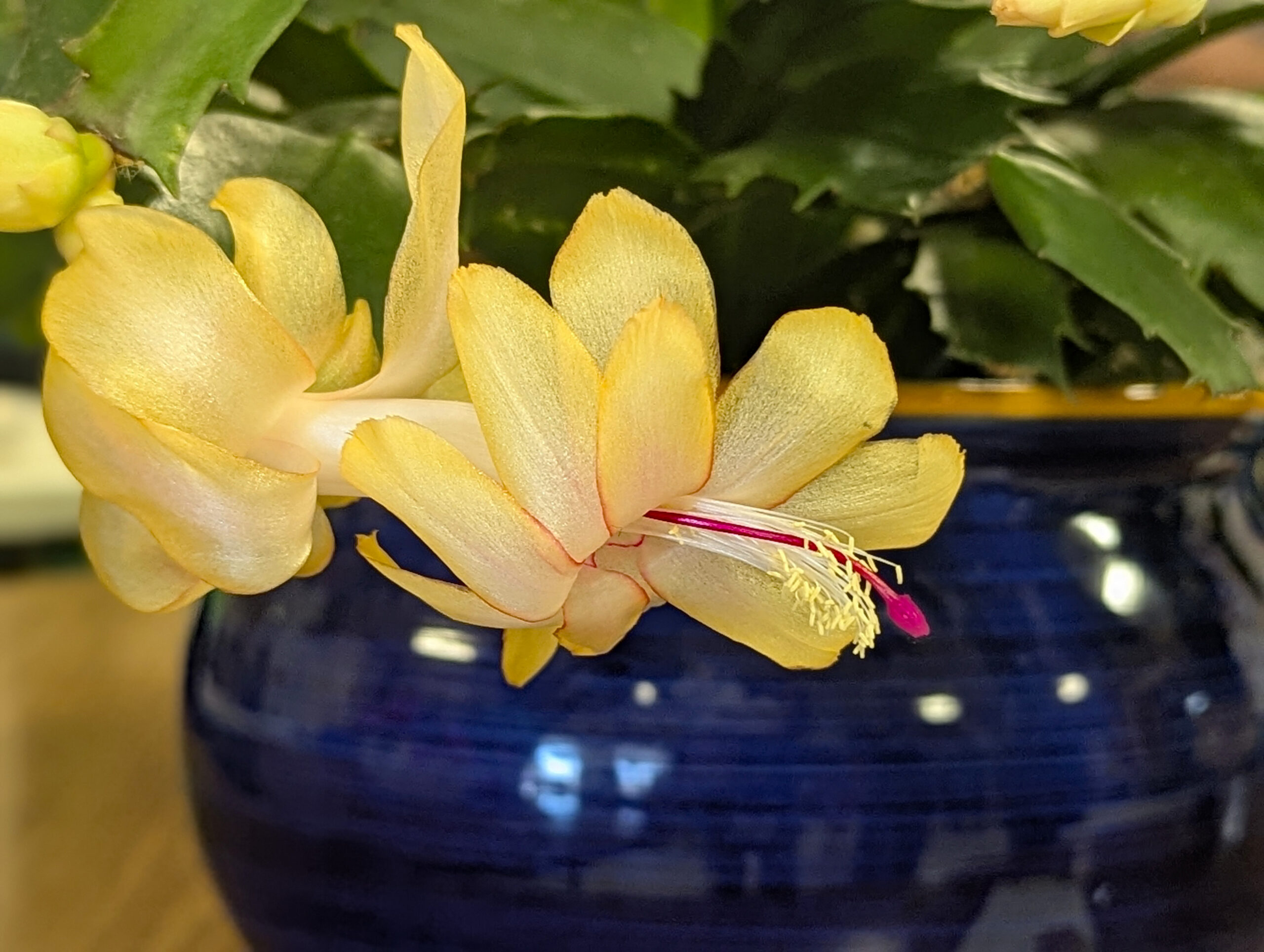 christmas cactus