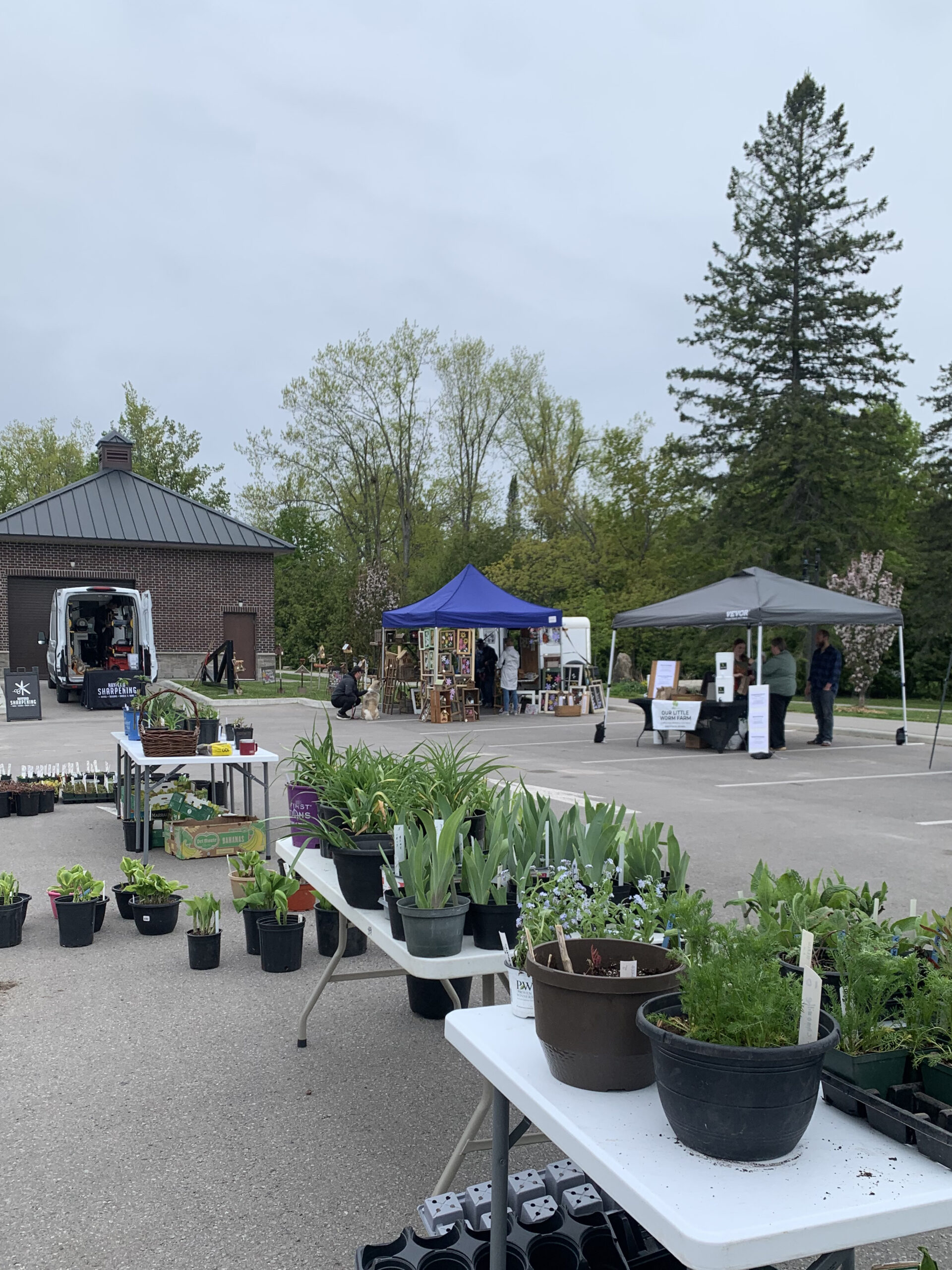 plant sale 1
